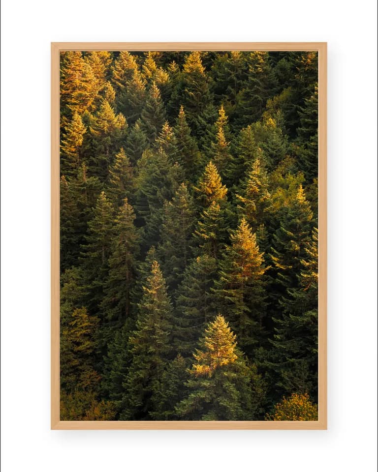Deep Forest 01