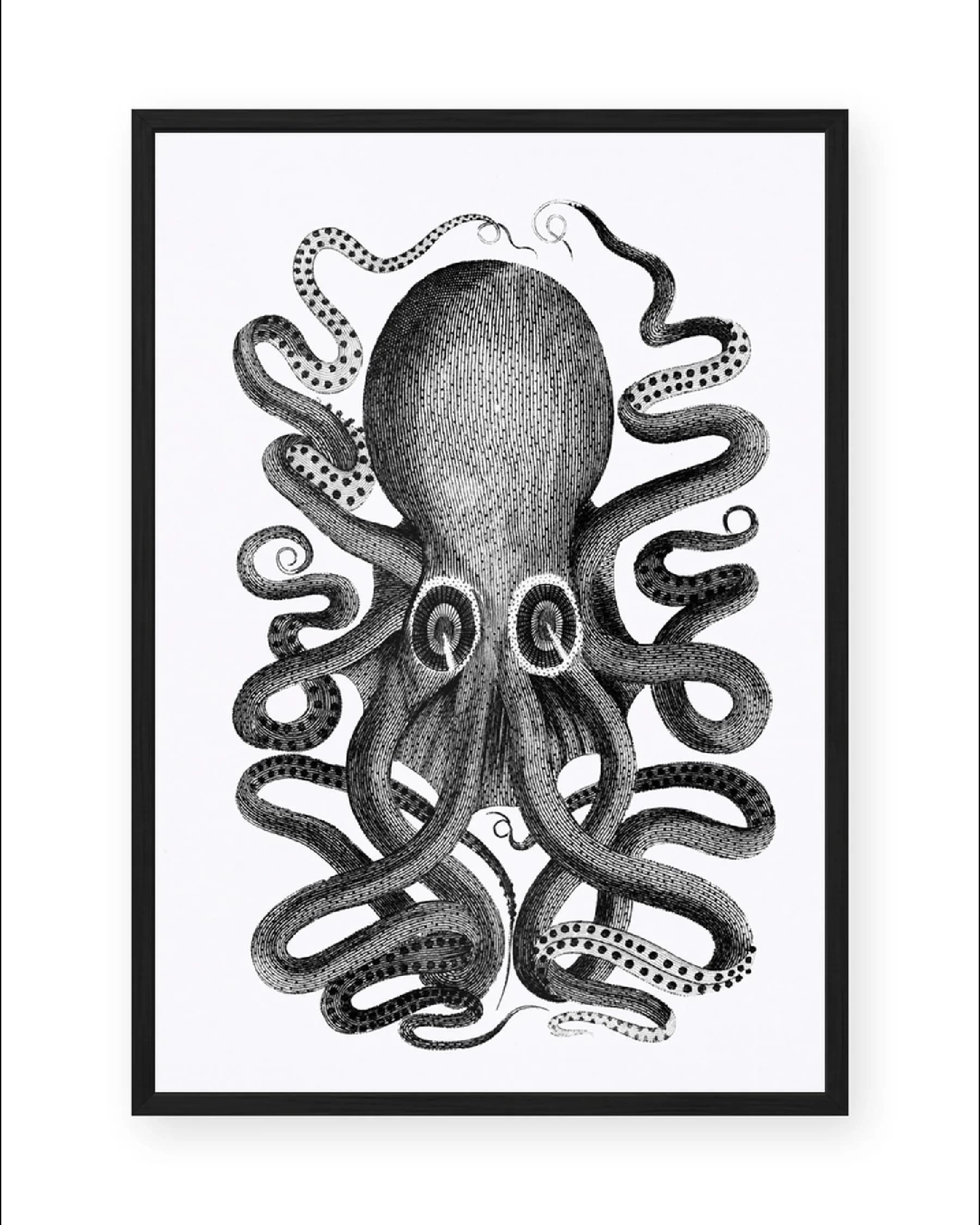 Octopus No. 08 03